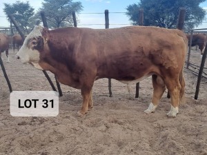 1X Simmental Bull Hendrik De Kampa