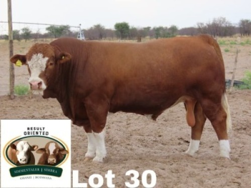 1X Simmental Bull Cassie Van Rensburg