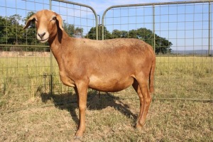 1X OOI/EWE J Afrika - Mandla Seopela - 082 044 4712