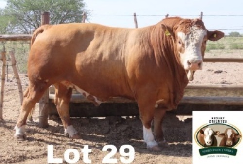1X Simmental Bull Cassie Van Rensburg