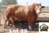 1X Simmental Bull Cassie Van Rensburg