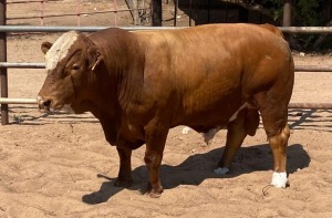 1X Simmental Bull GDH20309 Grandin Stud