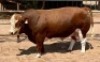 1X Simmental Bull GDH20109 Grandin Stud