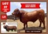 1X Drought Master Bull 145/21 Vlekkie