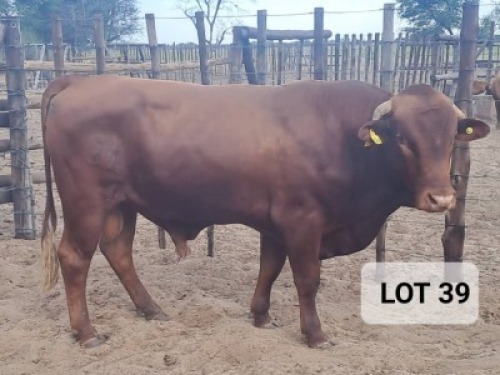 1X Angus Cross Bull Hendrik De Kampa