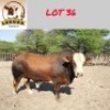 1X Simbra Bull Lekuka Investments