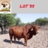 1X Simbra Bull Lekuka Investments