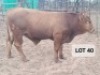 1X Angus Cross Bull Hendrik De Kampa
