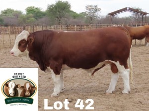 1X Simmental Bull Cassie Van Rensburg