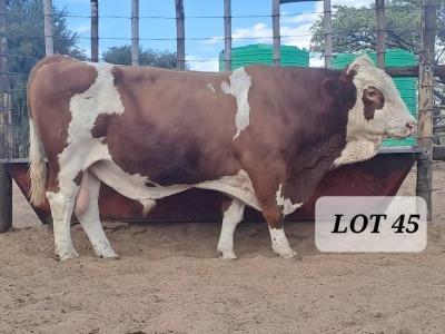 1X Simmental Bull Hendrik De Kampa