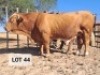 1X Simmental Bull Hendrik De Kampa