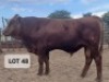 1X Angus Cross Bull Hendrik De Kampa