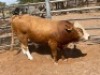1X Simmental Bull GDH20100 Grandin Stud