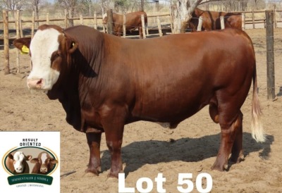 1X Simmental Bull Cassie Van Rensburg