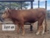 1X Angus Cross Bull Hendrik De Kampa