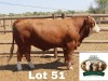 1X Simmental Bull Cassie Van Rensburg