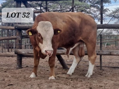 1X Simmental Bull Hendrik De Kampa