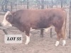 1X Simmental Bull Hendrik De Kampa