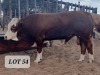 1X Simmental Bull Hendrik De Kampa