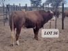 1X Simmental Bull Hendrik De Kampa