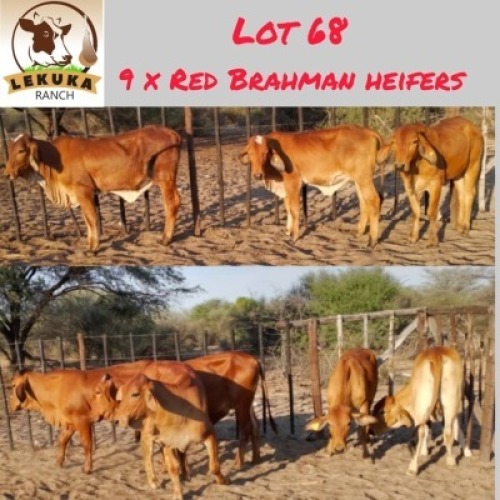 9X Red Brahman Heifer Lekuka Investments