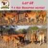 9X Red Brahman Heifer Lekuka Investments