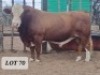 1X Simmental Bull Hendrik De Kampa