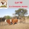 2X Simmental Heifer Lekuka Investments