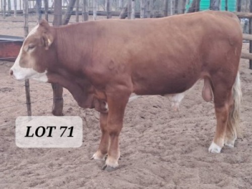1X Simmental Bull Hendrik De Kampa