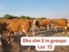 5X Simmental Cow Hendrik De Kampa