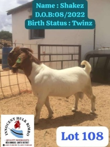 1X Boergoat Buck Innocent Bimbo