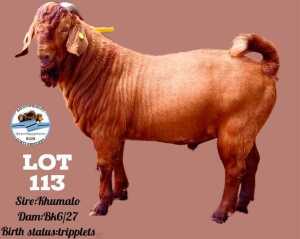 1X Kalahari Red Buck Katjiova Quality Goat Breeders