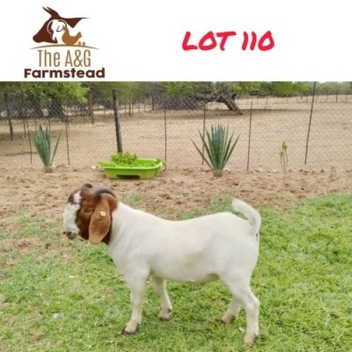 1X Boergoat Buck Lekuka Investments