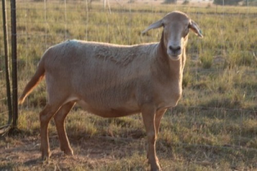 1X OOI/EWE J Afrika - Mandla Seopela - 082 044 4712 (Highest Bidder may choose A, B or C of Lot round or take all - Pay per piece. Choice once per Lot round, Rest to take all)