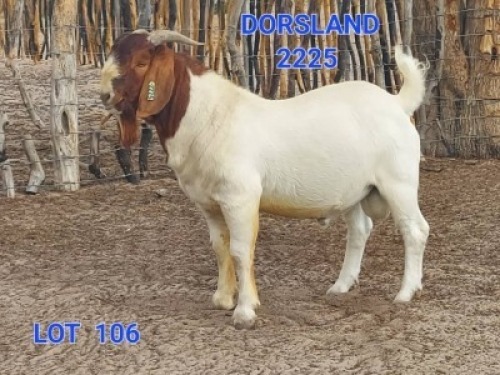 1X Boergoat Buck Johan Venter