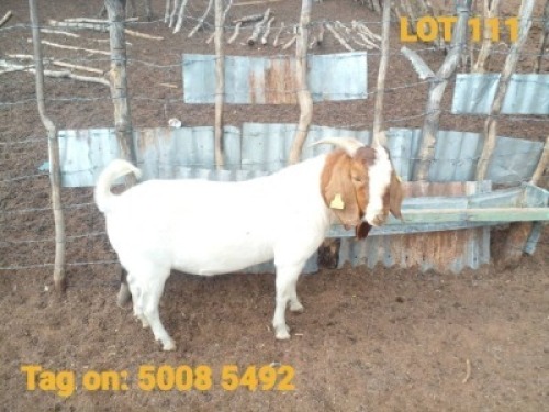 1X Boergoat Buck Kazira