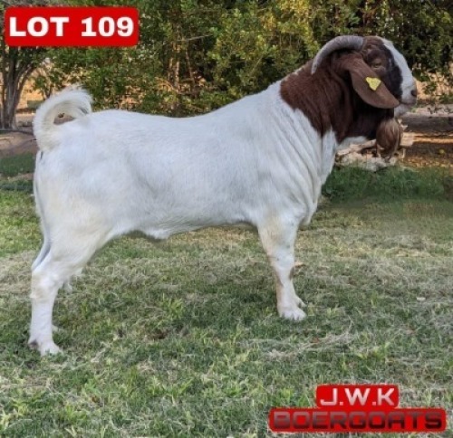 1X Boergoat Buck Buks Kotze