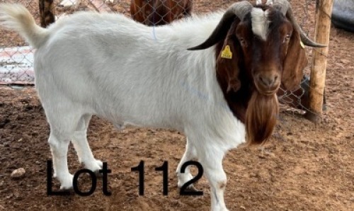 1X Boergoat Buck Gaba
