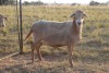 1X OOI/EWE J Afrika - Mandla Seopela - 082 044 4712 (Highest Bidder may choose A, B or C of Lot round or take all - Pay per piece. Choice once per Lot round, Rest to take all) - 2