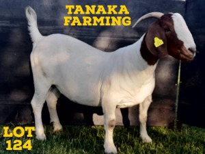 1X Boergoat Ewe Gilbert Peacock