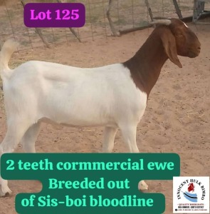 1X Boergoat Ewe Innocent Bimbo