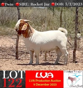 1X Boergoat Buck Hardus Visser