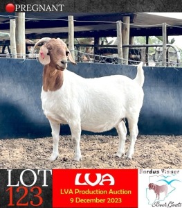 1X Boergoat Ewe Hardus Visser