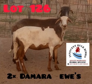 2X Damara Ewes Lekuka Investments