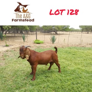 1X Kalahari Red Buck Lekuka Investments