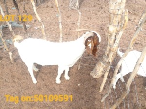 1X Boergoat Ewe Kazira