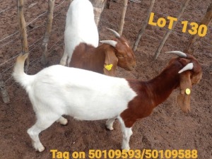 5X Boergoat Ewe Kazira