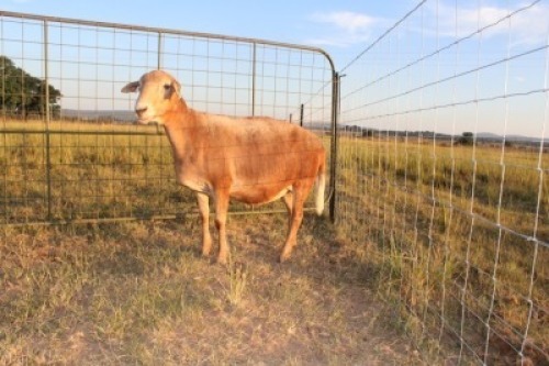 1X OOI/EWE J Afrika - Mandla Seopela - 082 044 4712