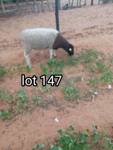 1X Dorper Ewe Modise