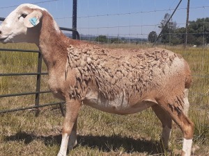 1X OOI/EWE J Afrika - Mandla Seopela - 082 044 4712 (Highest Bidder may choose A, B or C of Lot round or take all - Pay per piece. Choice once per Lot round, Rest to take all)